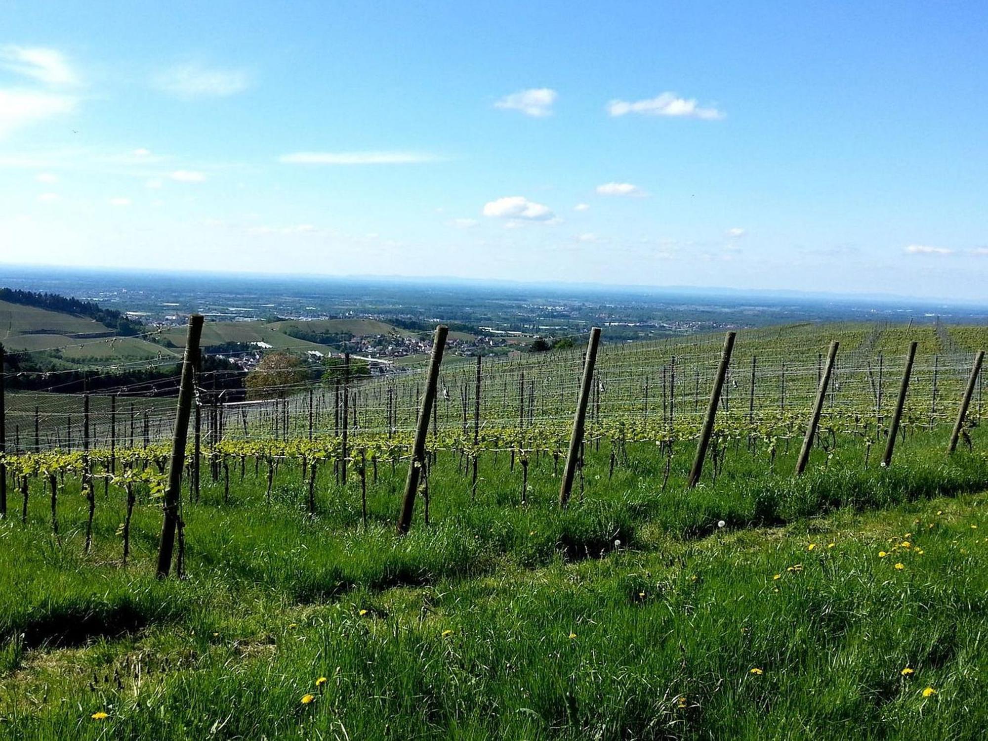 Ferienhof Vordere Alm Оберкірх Екстер'єр фото